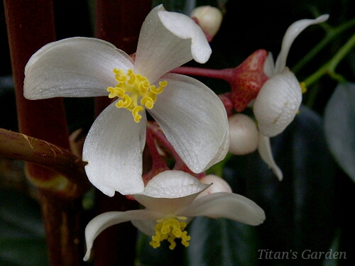 Begonia roxburghii_b0099813_045087.jpg