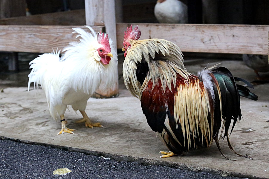 雨上がり ニワトリたちが元気です。 : 動物園放浪記
