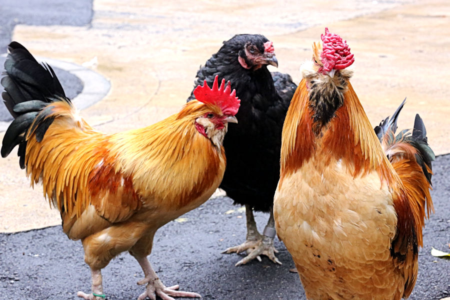 雨上がり ニワトリたちが元気です。 : 動物園放浪記