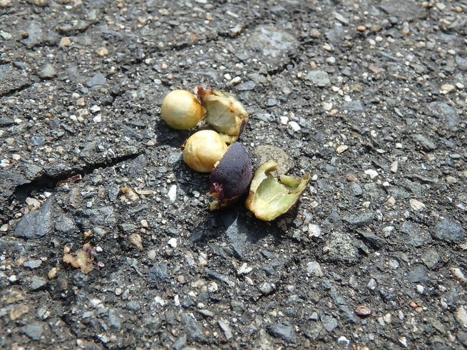c0113733_11411183.jpg