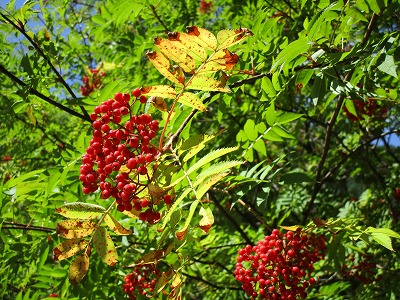 c0090236_11789.jpg