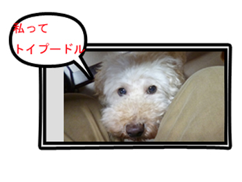★びっくり・ぽん♪_c0343936_0444683.jpg