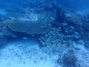 パラオクルーズ①_f0233340_23214288.jpg