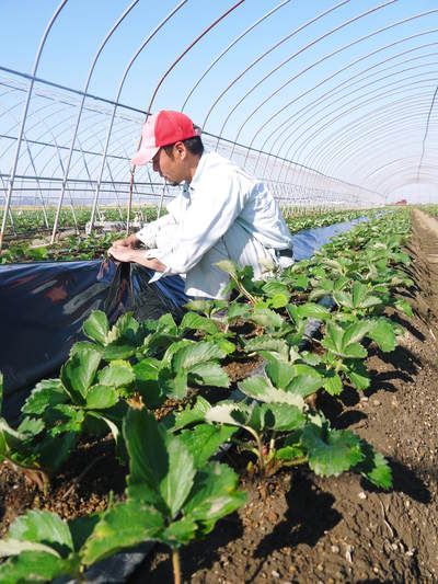 完熟紅ほっぺ 定植後のマルチビニールはり作業_a0254656_1853824.jpg