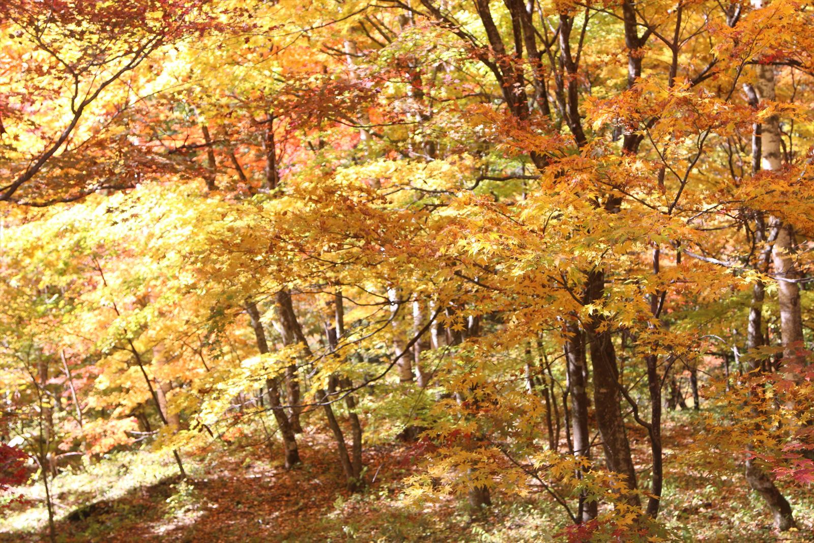f0358360_23571834.jpg