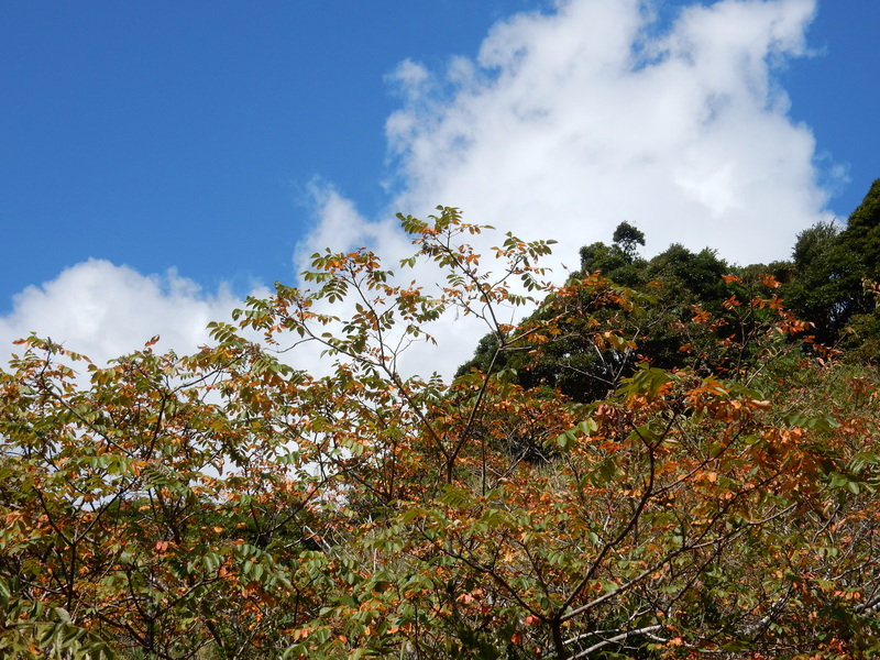 ’15、10,18(日)紅葉日和!_f0060461_14334868.jpg
