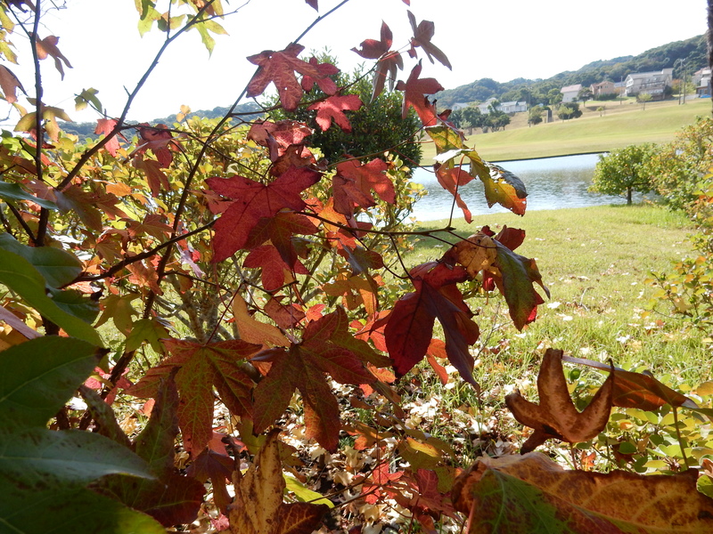 ’15、10,18(日)紅葉日和!_f0060461_14375595.jpg