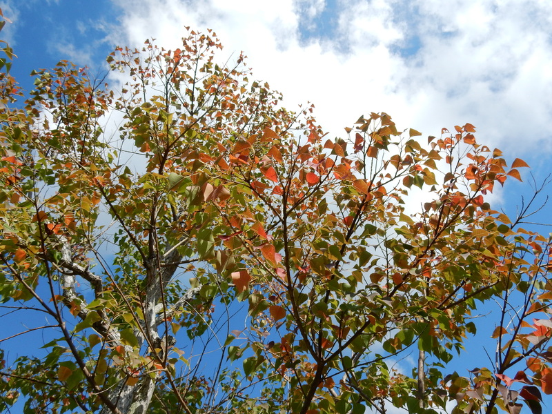 ’15、10,18(日)紅葉日和!_f0060461_14393724.jpg