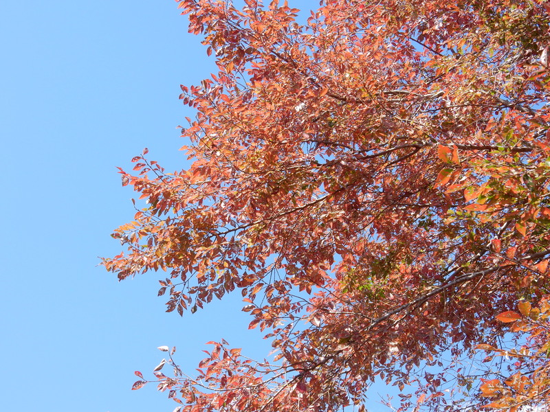 ’15、10,18(日)紅葉日和!_f0060461_14472783.jpg
