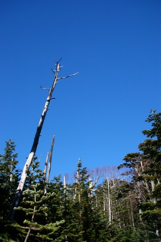e0045768_2247385.jpg