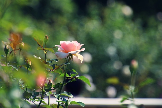 薔薇の香りに包まれて_e0351168_22141467.jpg