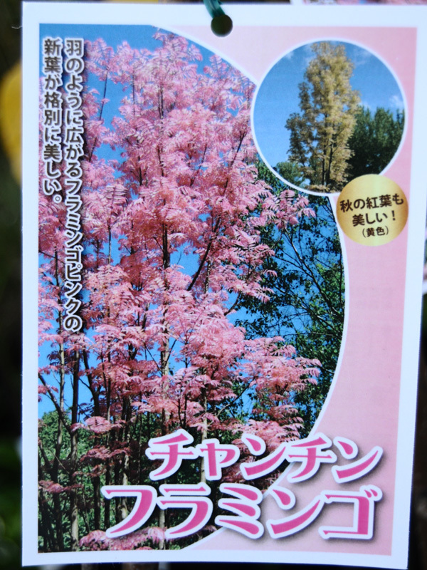 ややいやらしい入荷情報^^; レアな樹木魅惑品種大量入荷です