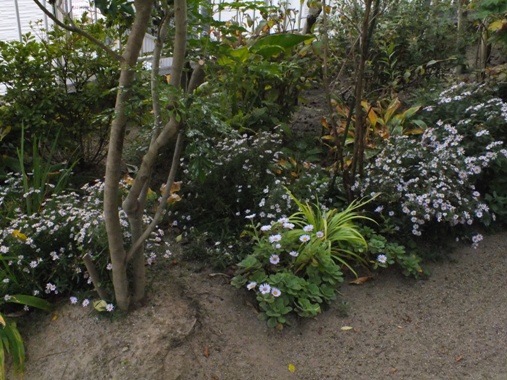 シモバシラの花_b0214473_17174280.jpg