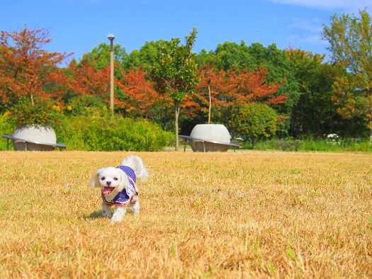 10月17日のお散歩～＾＾_b0302075_17150234.jpg