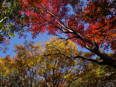 紅葉鮮やか、大船山（大分県久住町）_d0182075_582393.jpg