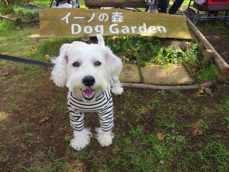 髭犬祭りありがとう♪♪_d0264176_20324132.jpg