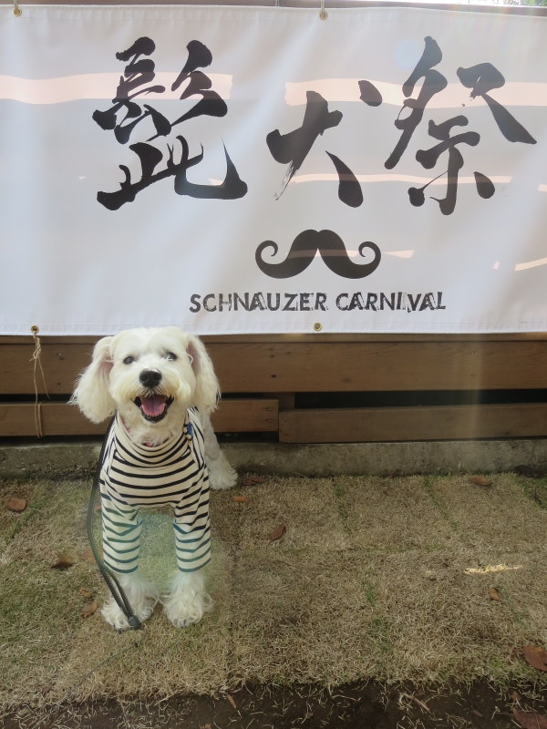 髭犬祭りありがとう♪♪_d0264176_20325292.jpg