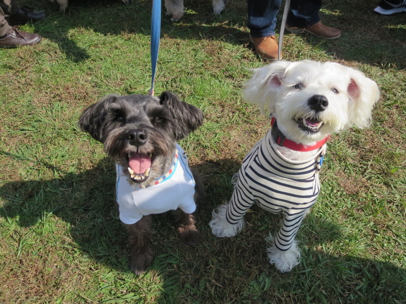 髭犬祭りありがとう♪♪_d0264176_20341440.jpg