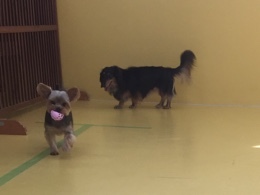 どっちが速いかな?(^▽^)o_f0357682_17471007.jpeg