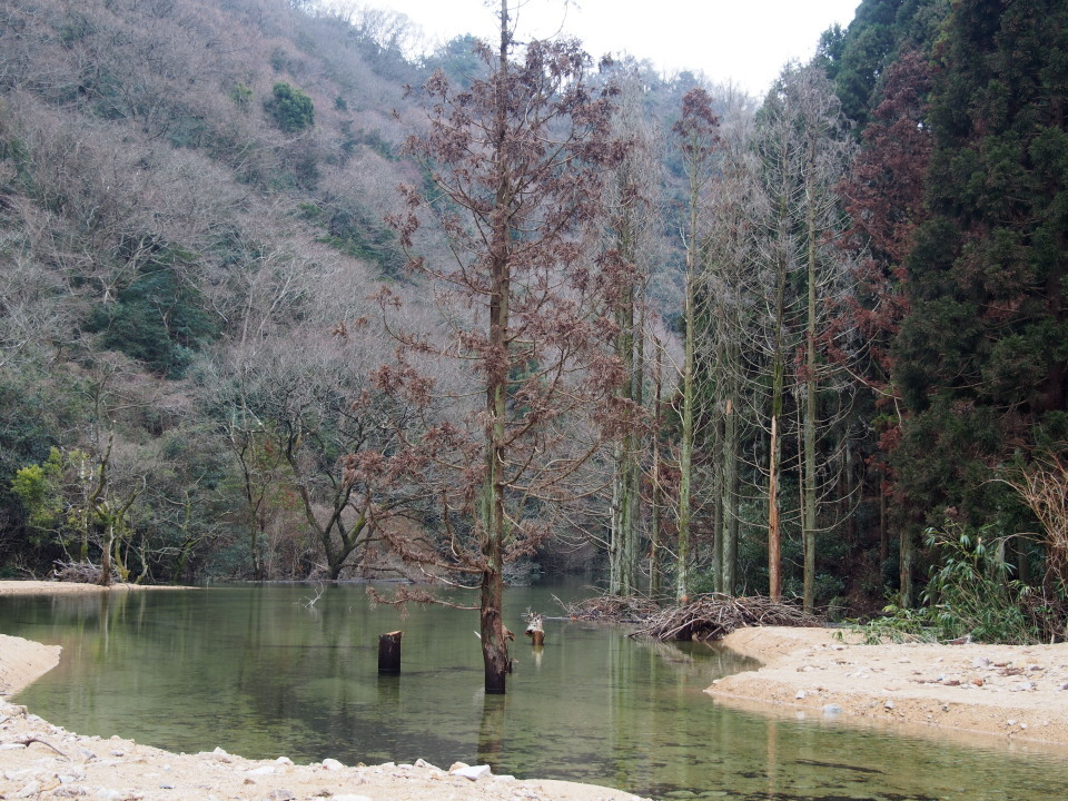 紅葉の仙人谷→六甲の上高地?へ。大師道→大龍寺奥の院・再度山→森林植物園→20涉 2015/10/17㈯快晴後晴 単独_c0134193_21343763.jpg