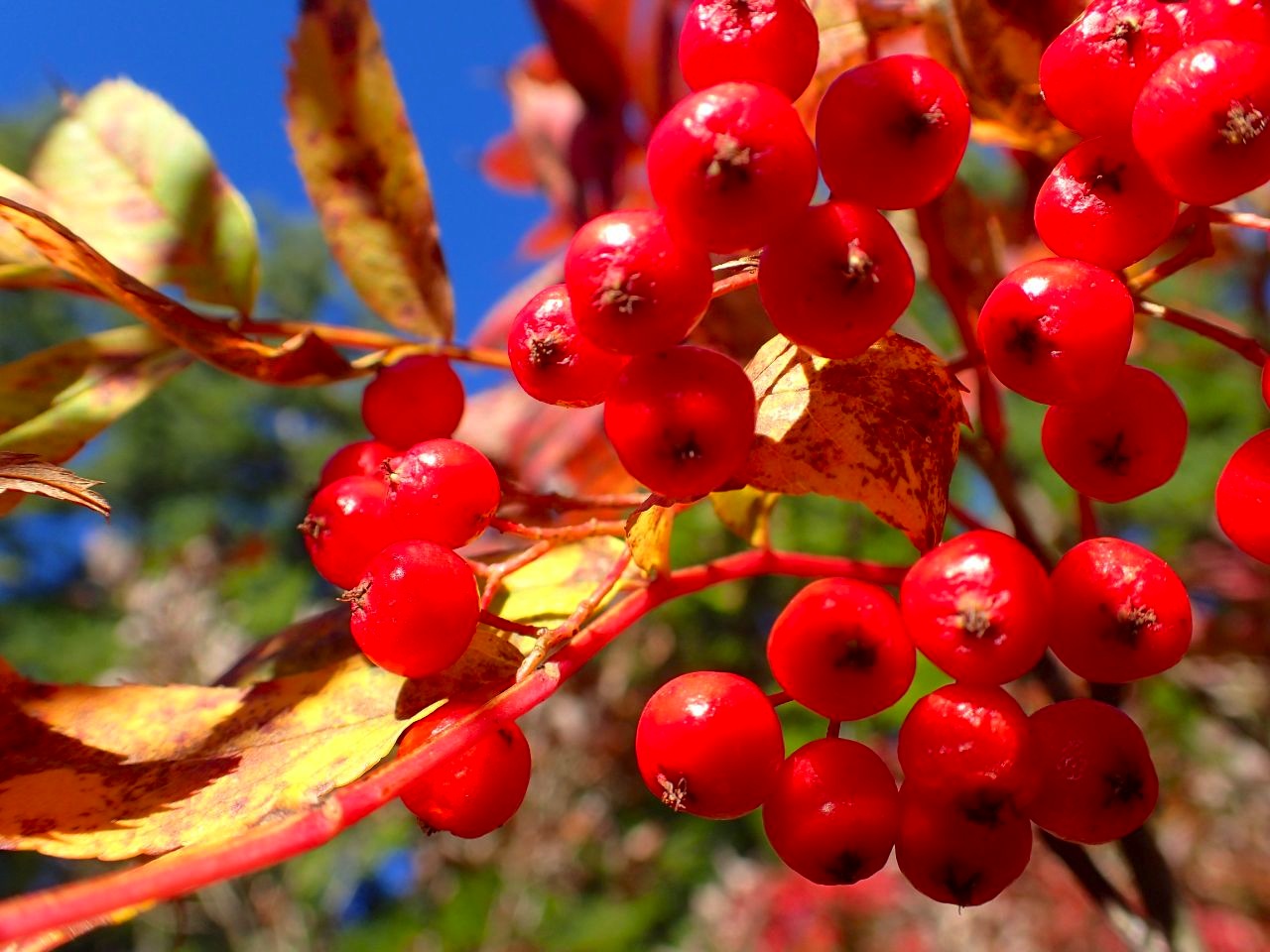 紅葉の至仏山！_a0165316_14463079.jpg