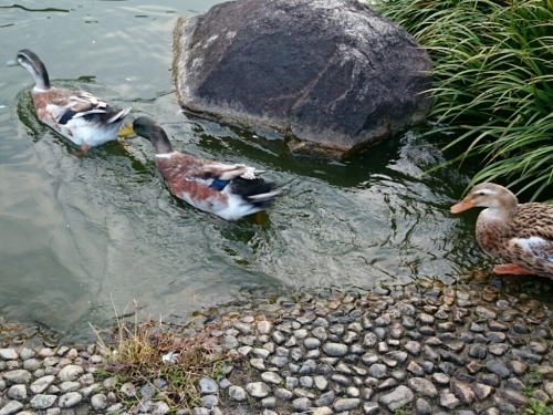c0213817_20490005.jpg