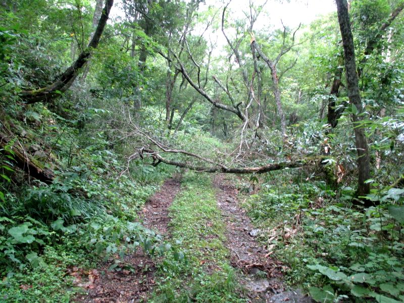 尾瀬　尾瀬沼から小淵沢田代を経て小淵沢を降る　　　　　Ozenuma in Oze National Park_f0308721_0594093.jpg