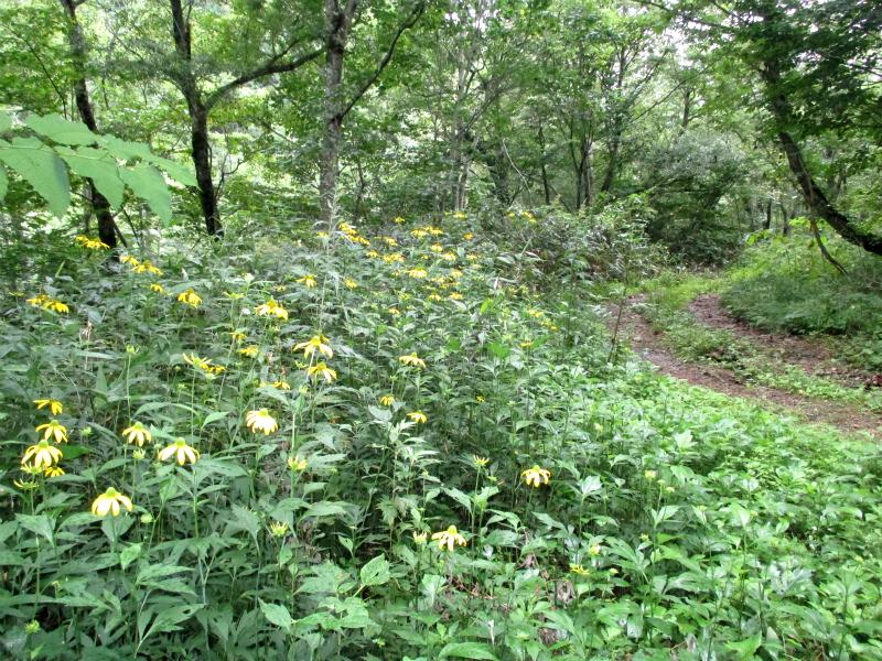 尾瀬　尾瀬沼から小淵沢田代を経て小淵沢を降る　　　　　Ozenuma in Oze National Park_f0308721_101695.jpg