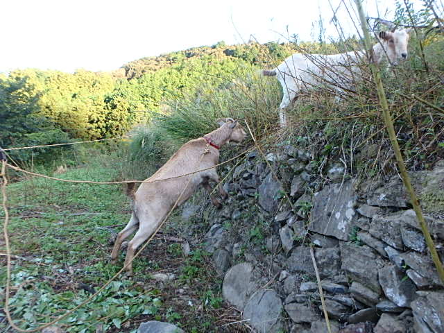 c0183137_1843347.jpg