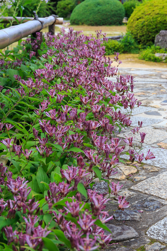 秋の花々とススキ（源光庵）_f0155048_23221726.jpg