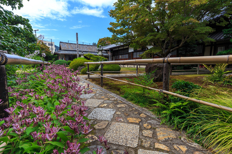 秋の花々とススキ（源光庵）_f0155048_2322225.jpg