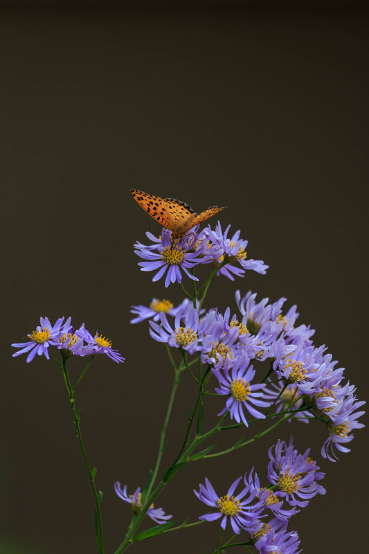 秋の花々とススキ（源光庵）_f0155048_23312859.jpg