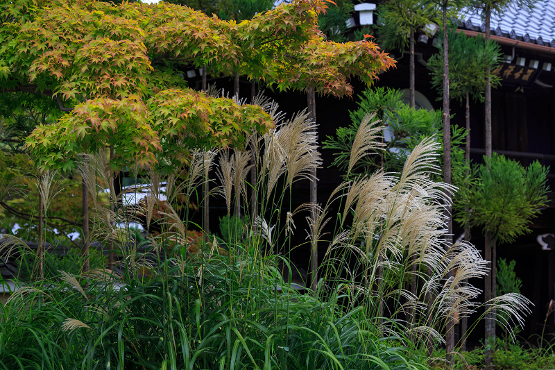 秋の花々とススキ（源光庵）_f0155048_23323156.jpg