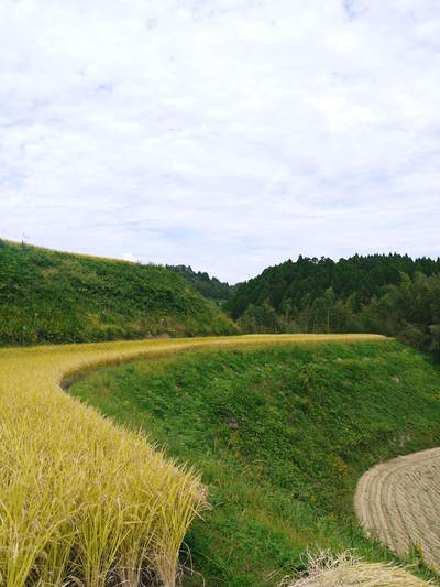 菊池水源棚田米 稲刈りの様子2015(前編)_a0254656_1834151.jpg