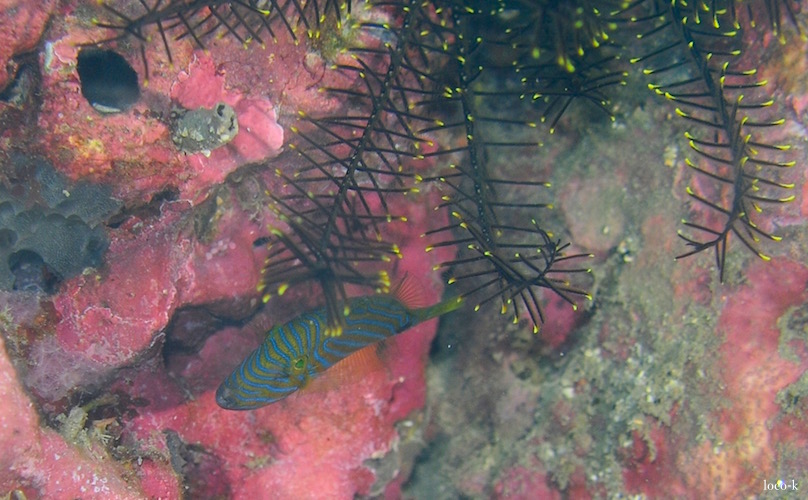 e0158261_644383.jpg