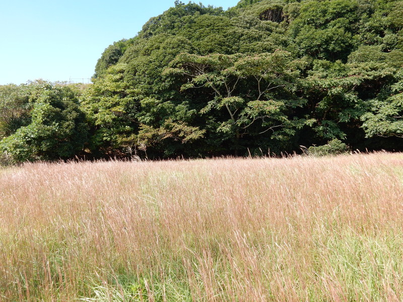 ’15,10,19(月)真っ赤なカラスウリ!_f0060461_13574016.jpg
