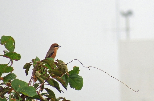 ★今年もヒクイナが飛来したそうです・・・先週末の鳥類園(2015.10.17~18)_e0046474_21103389.jpg