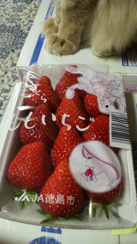 ももいちごと、空ちゃん_d0339676_11263232.jpg