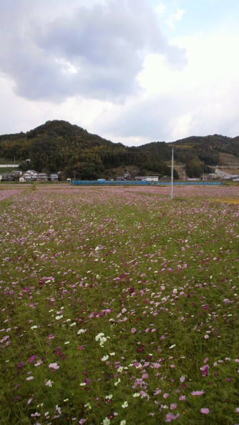 遍路・コスモスロード_d0339676_11265527.jpg