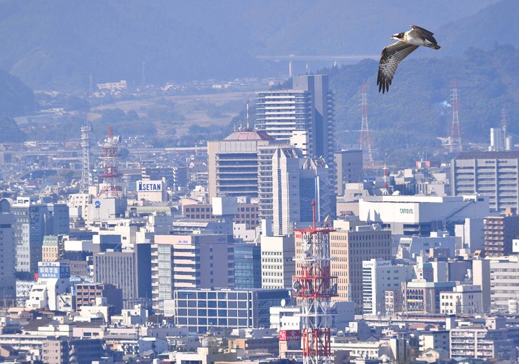 2015年　１０月　野鳥_c0176183_201165.jpg