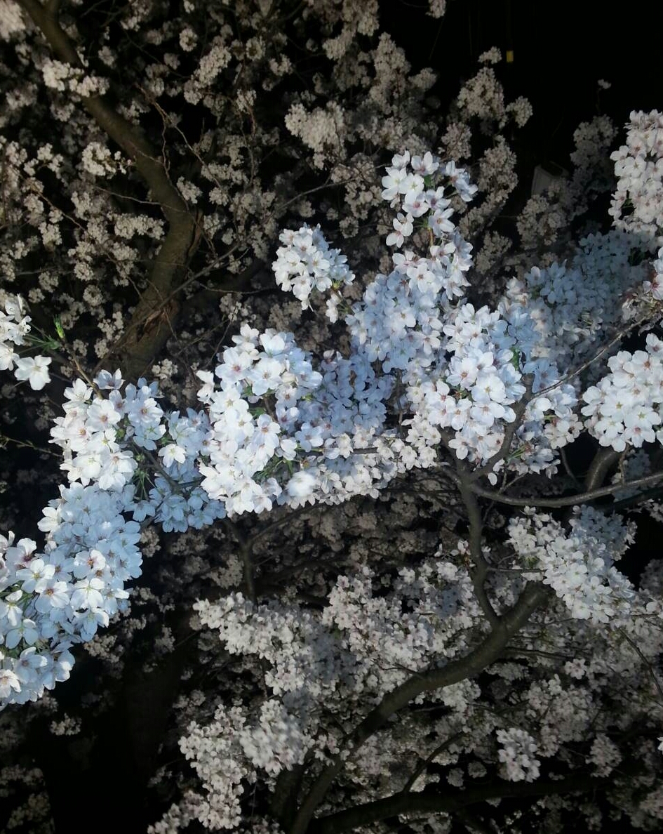 昼桜～夜桜♪_d0339883_11165937.jpg