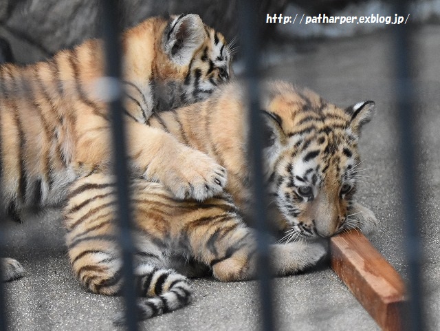 ２０１５年８月　周南市徳山動物園　その２ ３つ子トラっ仔初めまして_a0052986_23243288.jpg