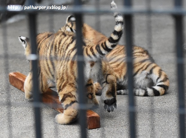 ２０１５年８月　周南市徳山動物園　その２ ３つ子トラっ仔初めまして_a0052986_23333977.jpg