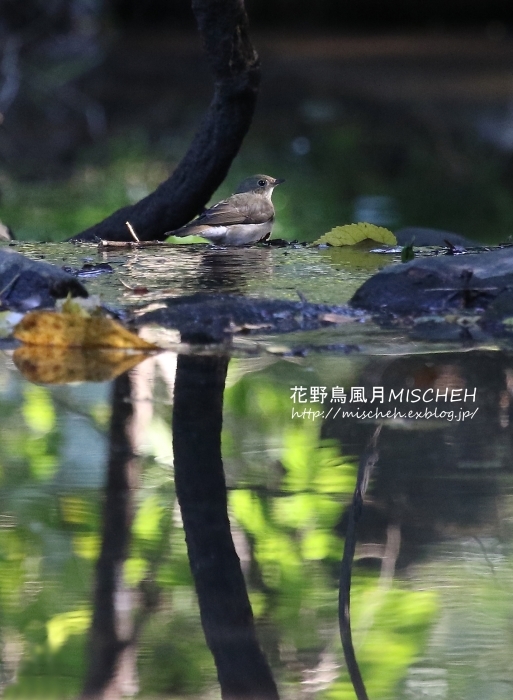 緑美しい水辺のキビタキ - 花野鳥風月MISCHEH