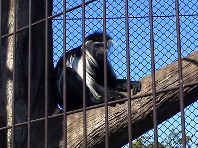 動物園へ_d0339888_11564033.jpg