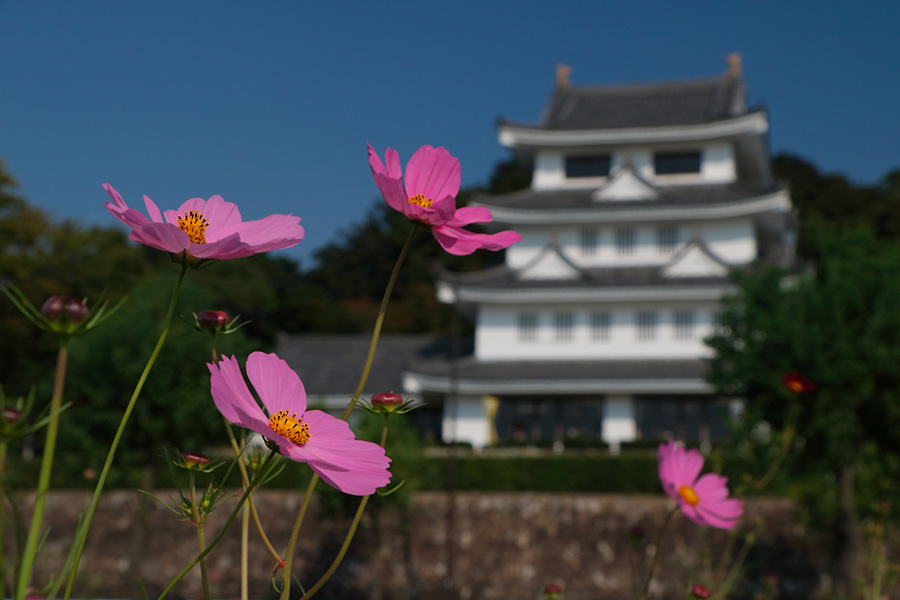 15.10.04：尾張旭町でお城とコスモス（前編）_c0007190_1855757.jpg