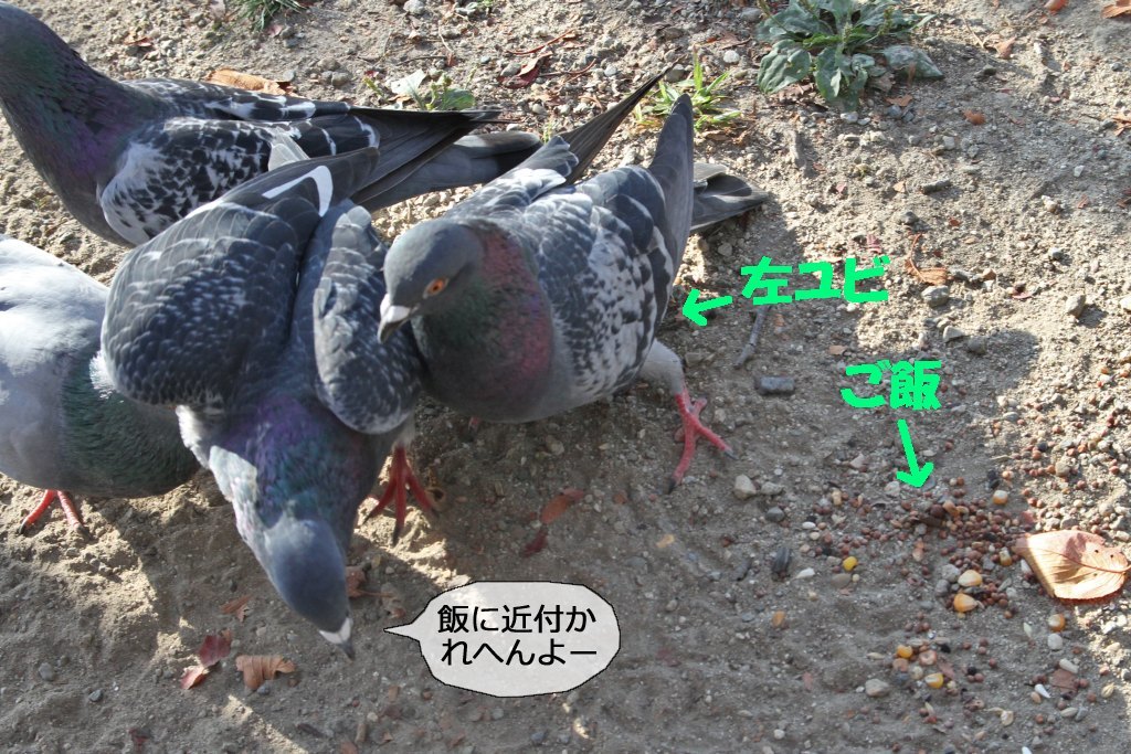 明石公園　2015.10.19　ハト達はご機嫌斜め_b0174191_22313412.jpg