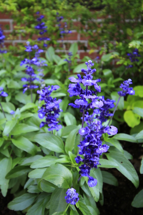 青いサルビアの花が開花しています 神戸布引ハーブ園 ハーブガイド ハーブ花ごよみ