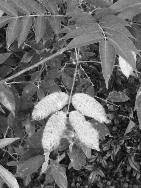 c0351306_11450380.png