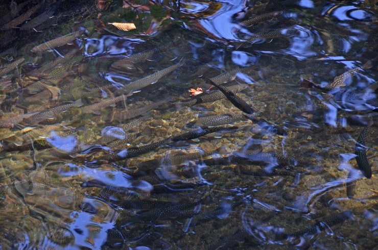 数又養魚場さんの岩魚の館、復活開店_e0349817_21304699.jpg